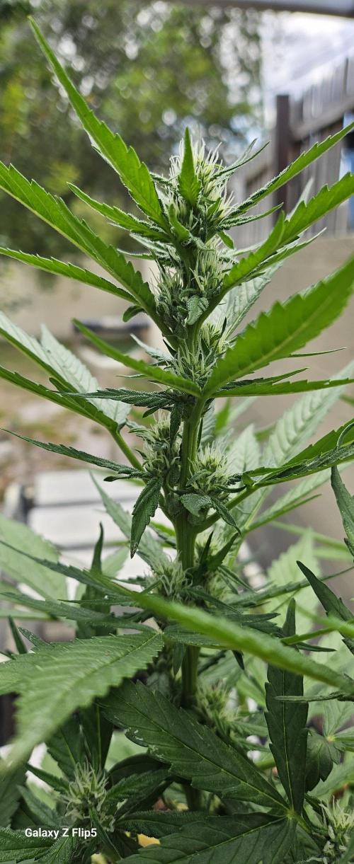 Second attempt at Autos. Week 6