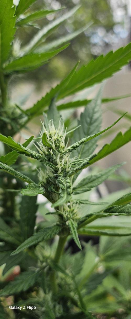 Second attempt at Autos. Week 6