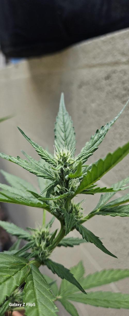 Second attempt at Autos. Week 6