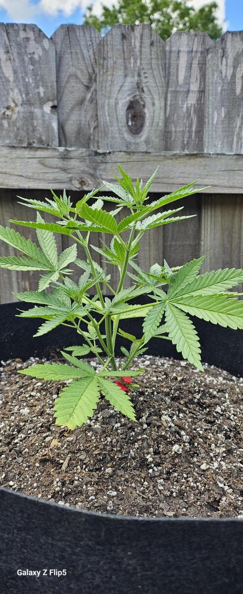 Photo hybrids. Week 4