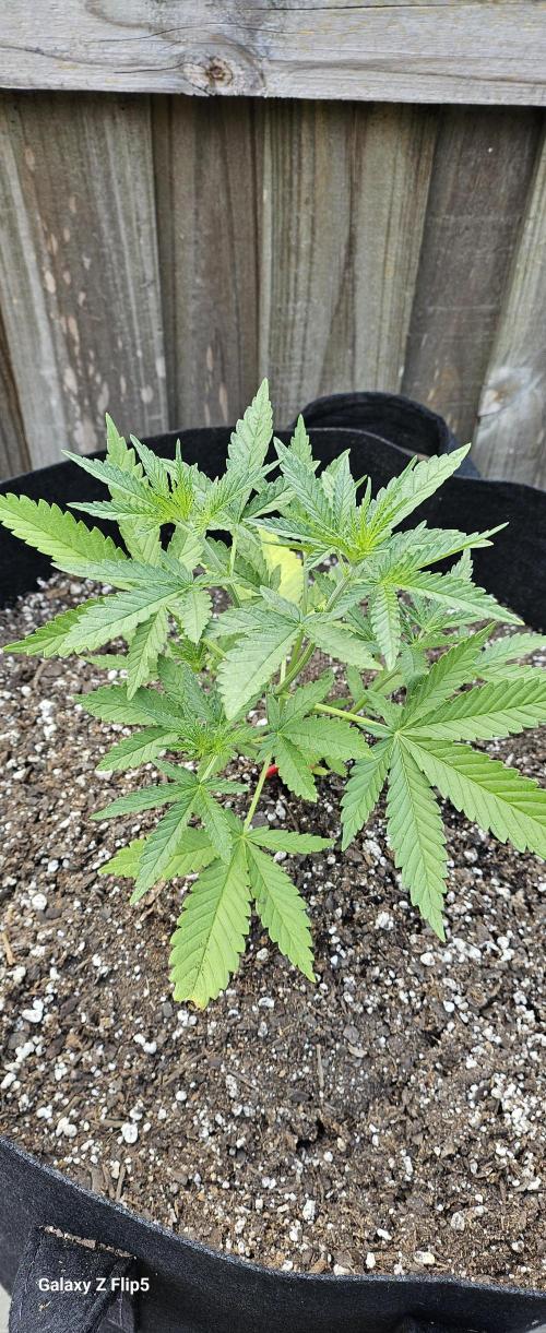 Photo hybrids. Week 4