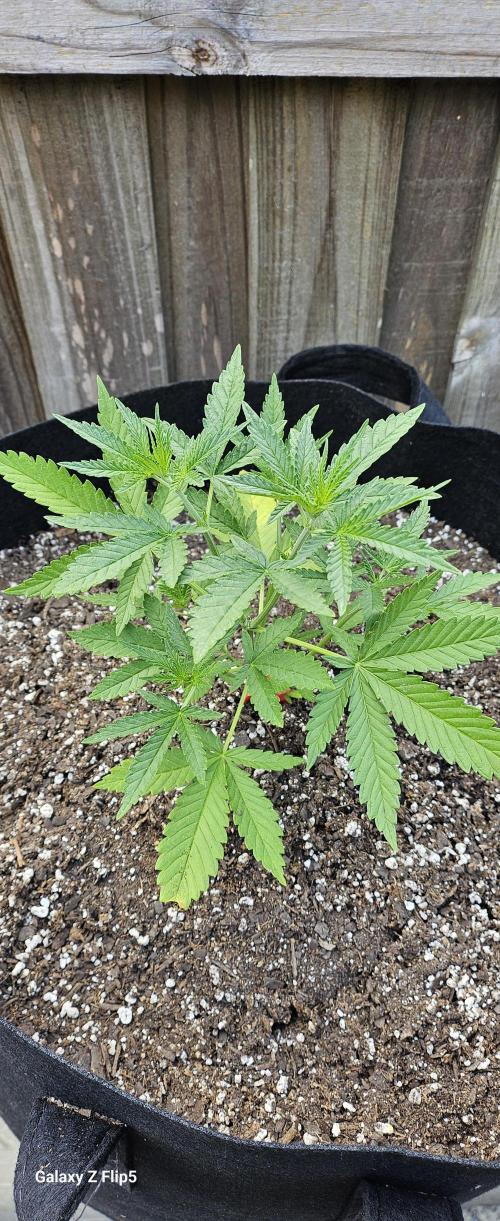Photo hybrids. Week 4