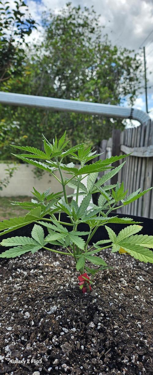 Photo hybrids. Week 4
