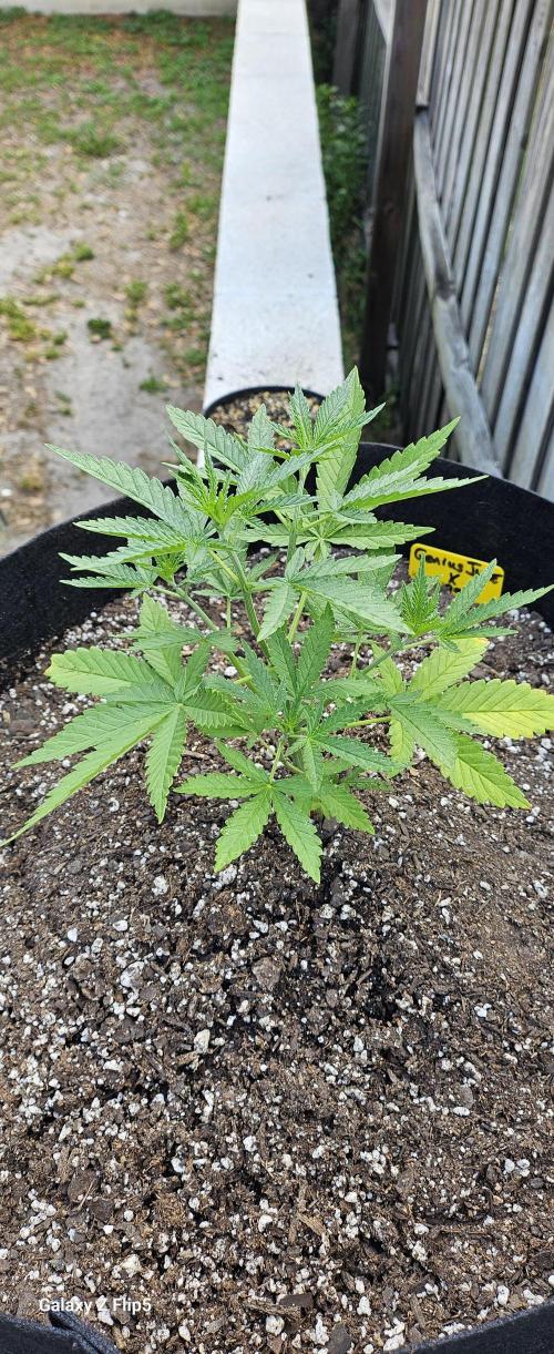 Photo hybrids. Week 4