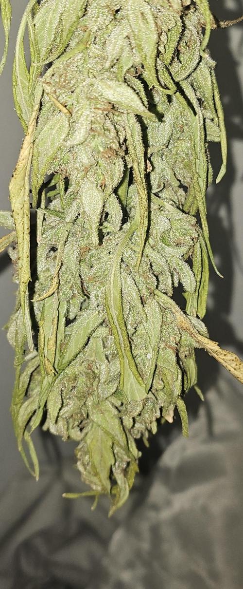 First attempt at autoflower.. Week 10