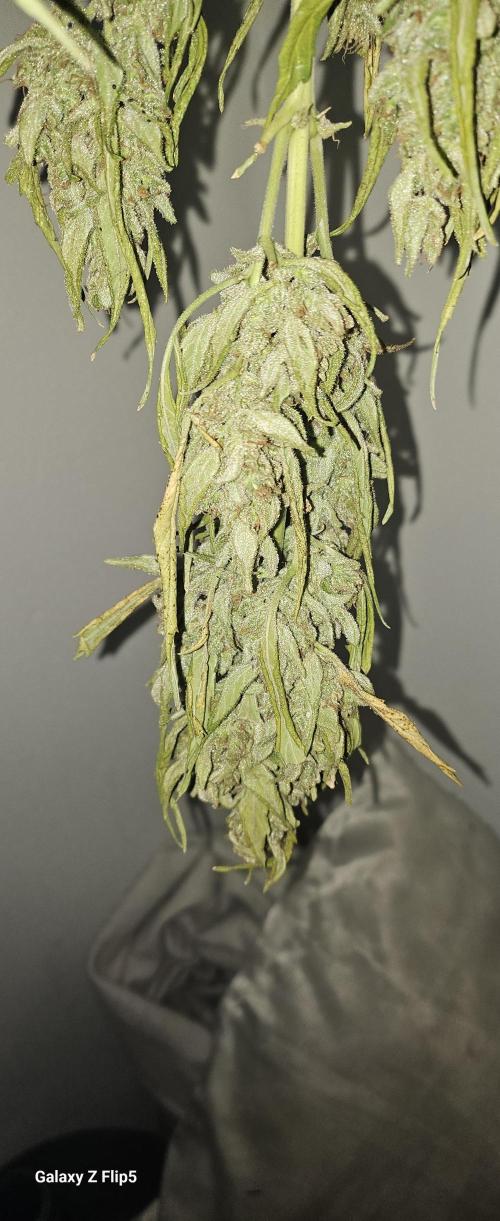 First attempt at autoflower.. Week 10