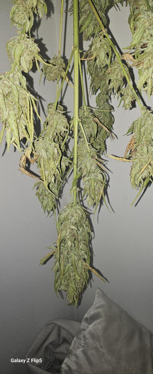 First attempt at autoflower.. Week 10