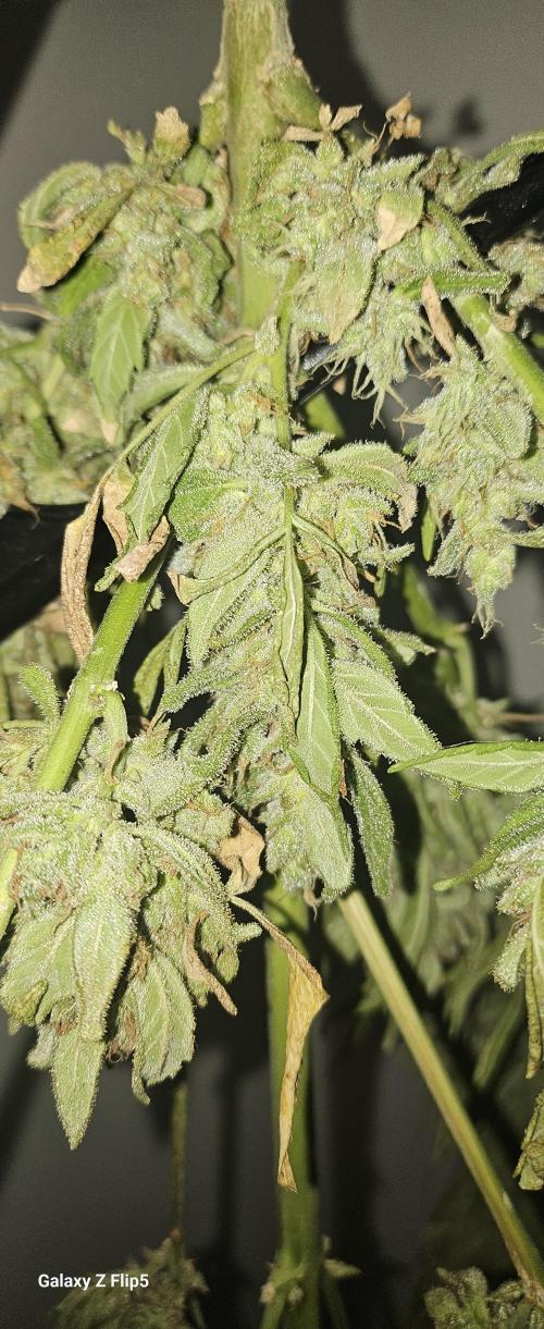 First attempt at autoflower.. Week 10