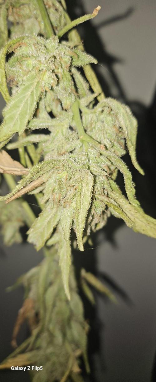 First attempt at autoflower.. Week 10