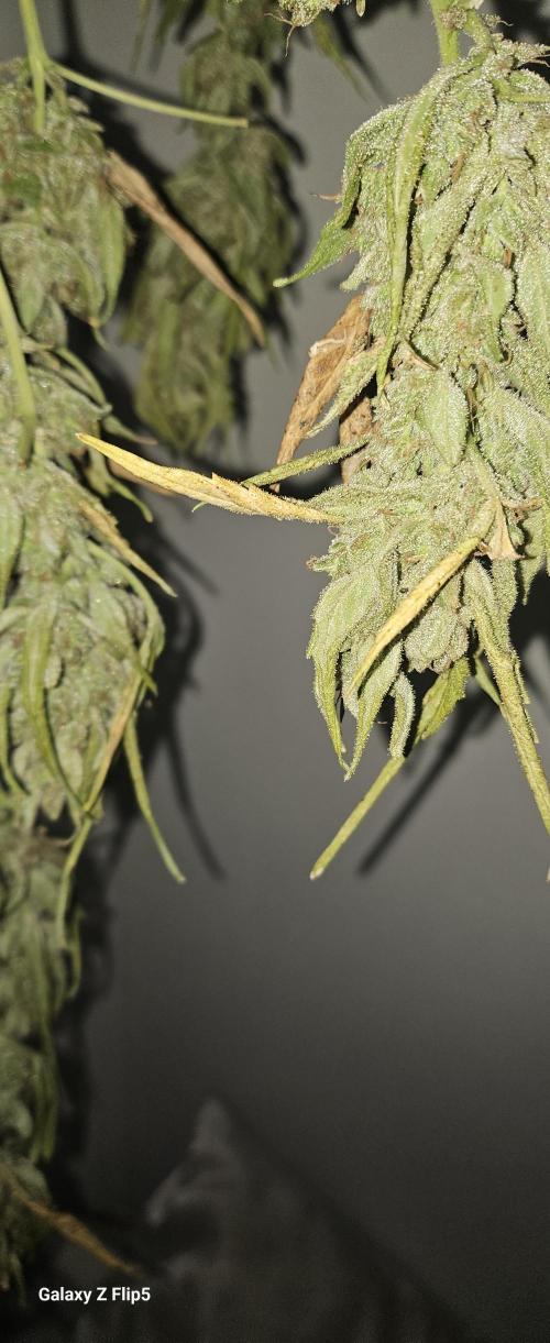 First attempt at autoflower.. Week 10