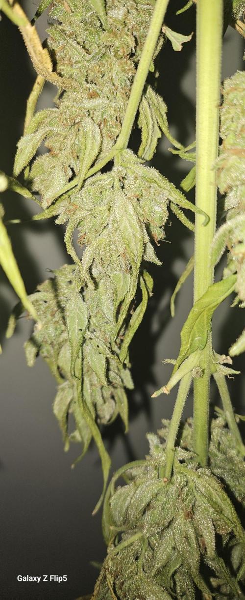 First attempt at autoflower.. Week 10