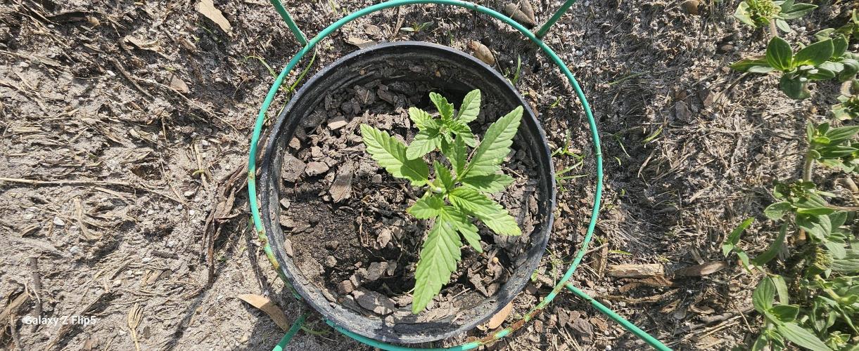 Outdoor 2025. Week 0 - There was two plants. They both went into the ground only one got big.