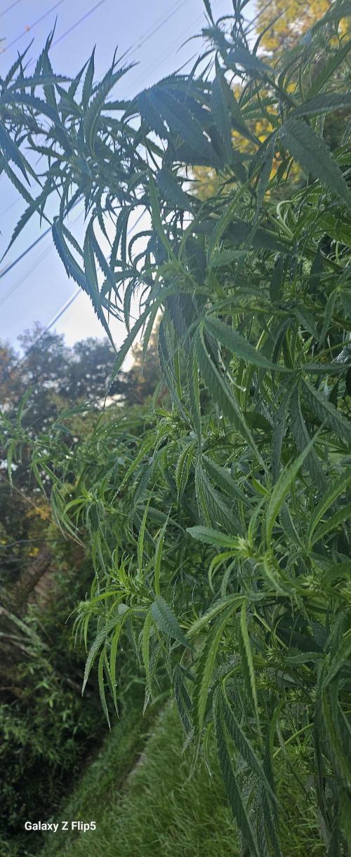 Outdoor 2025. Week 6