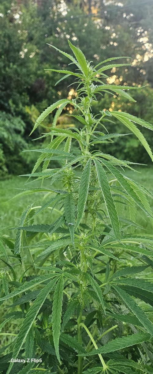 Outdoor 2025. Week 6