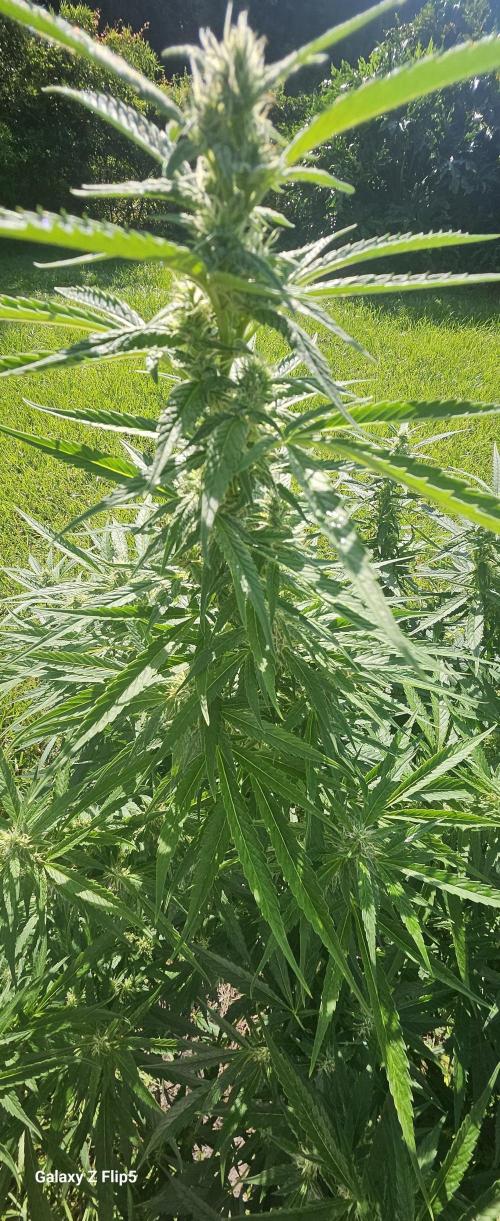 Outdoor 2025. Week 10