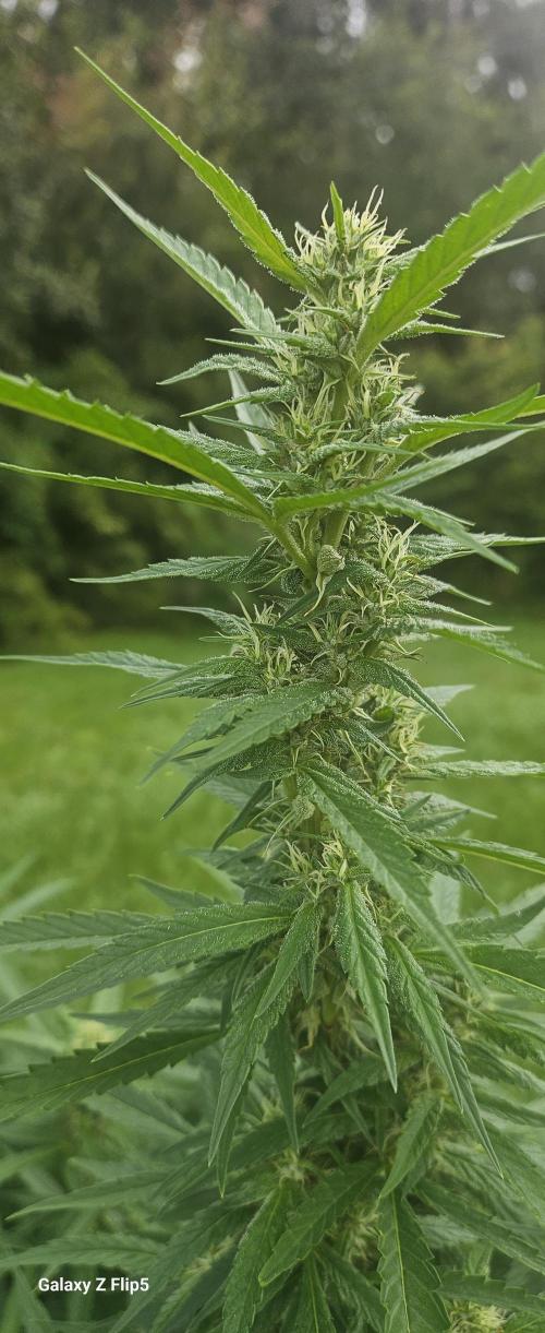 Outdoor 2025. Week 16