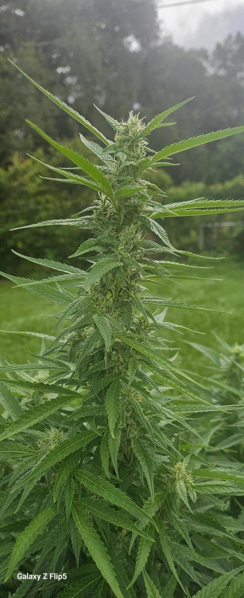 Outdoor 2025. Week 16