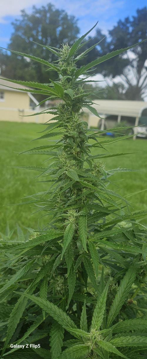 Outdoor 2025. Week 16