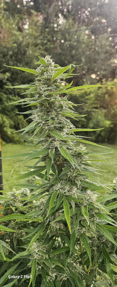 Outdoor 2025. Week 16