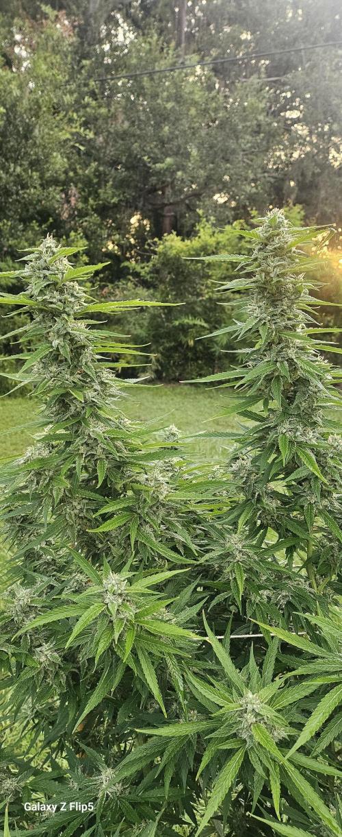 Outdoor 2025. Week 16