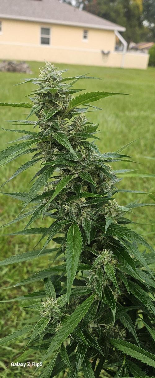 Outdoor 2025. Week 16