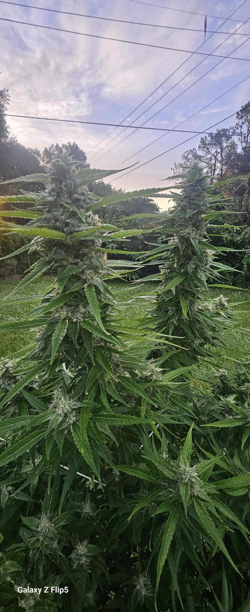 Outdoor 2025. Week 16