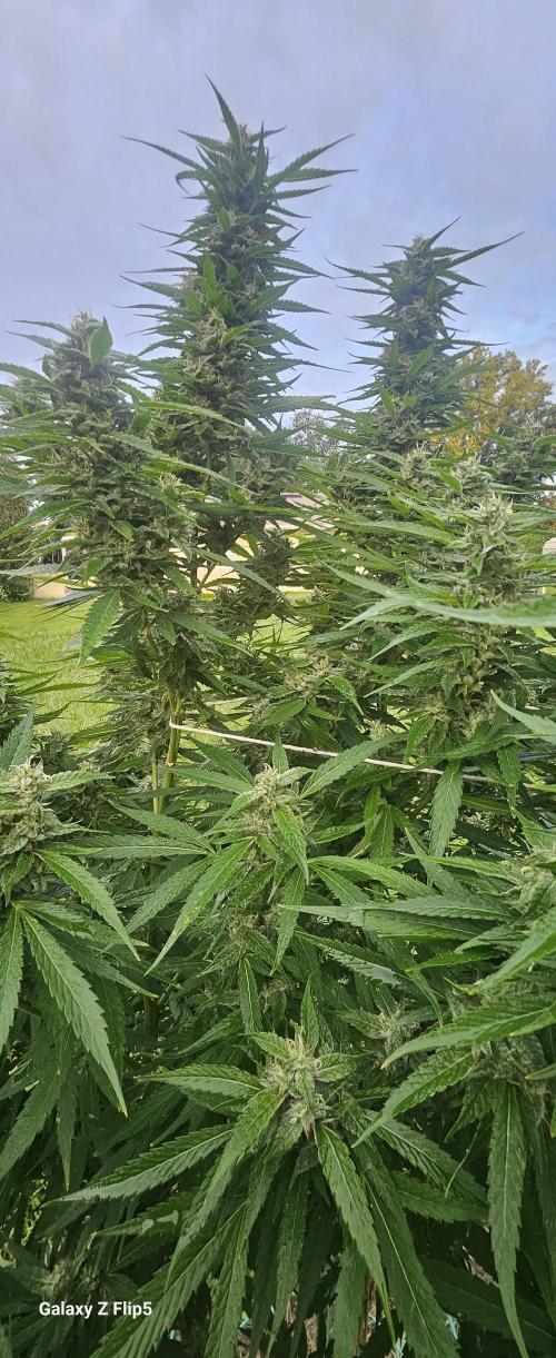 Outdoor 2025. Week 16