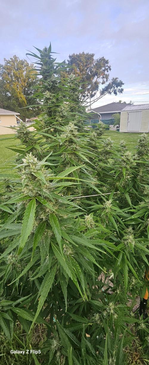 Outdoor 2025. Week 16