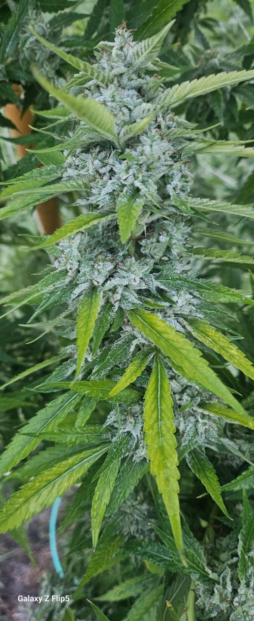 Outdoor 2025. Week 16