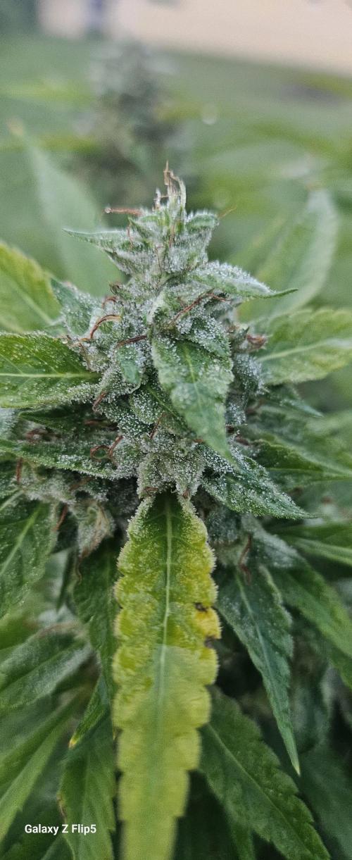 Outdoor 2025. Week 16