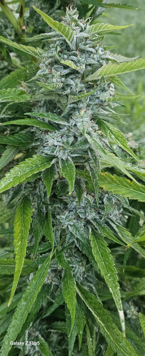 Outdoor 2025. Week 16