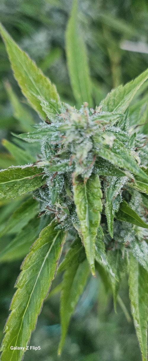 Outdoor 2025. Week 16