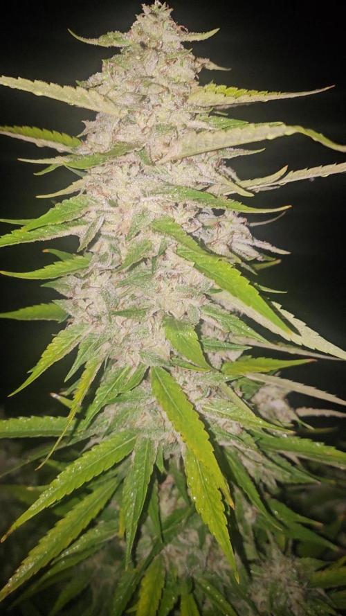 Outdoor 2025. Week 16