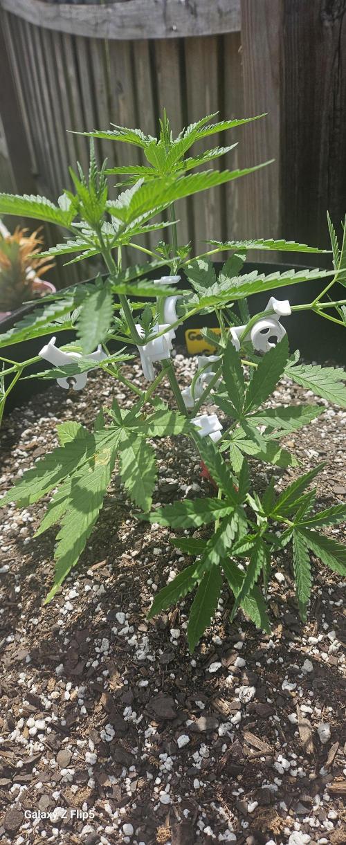 Photo hybrids. Week 5