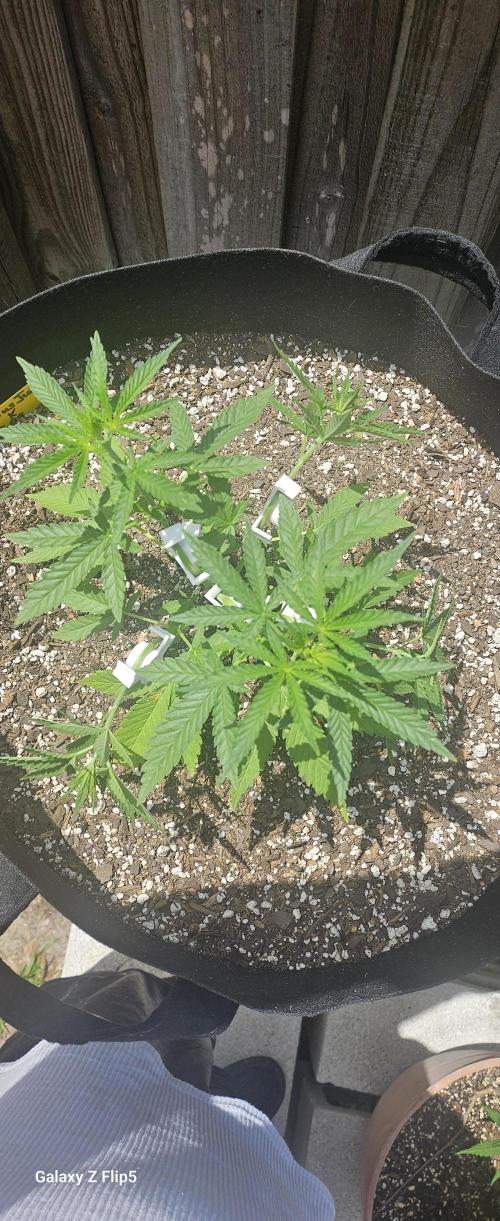 Photo hybrids. Week 5