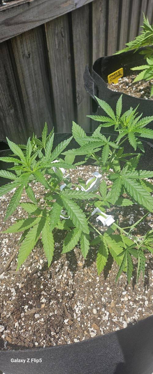 Photo hybrids. Week 5