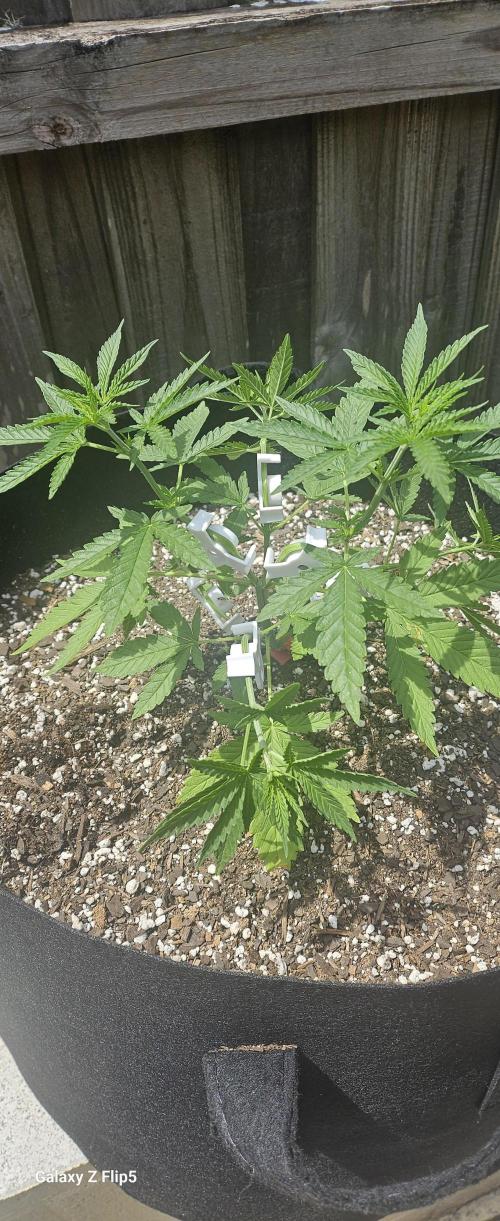 Photo hybrids. Week 5