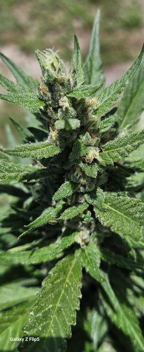 Second attempt at Autos. Week 7