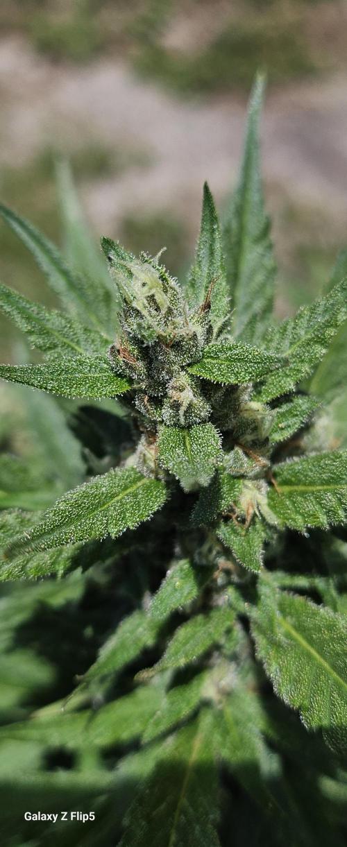 Second attempt at Autos. Week 7