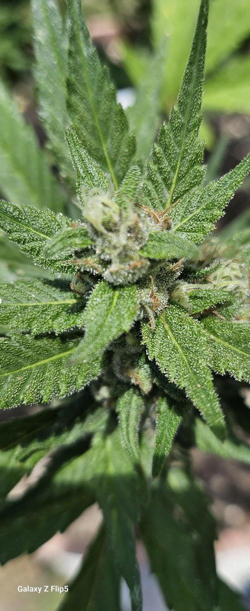 Second attempt at Autos. Week 7