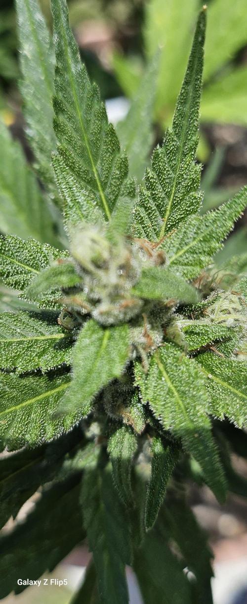 Second attempt at Autos. Week 7