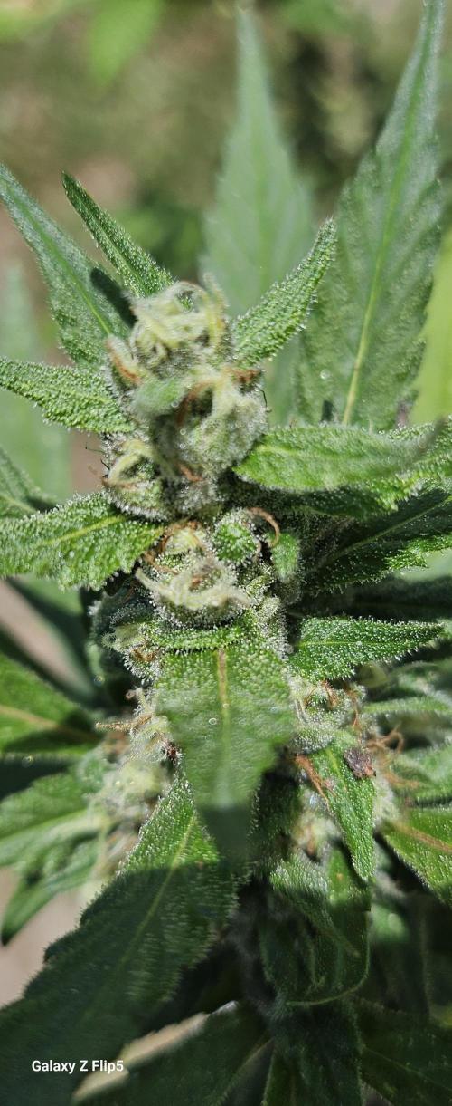 Second attempt at Autos. Week 7
