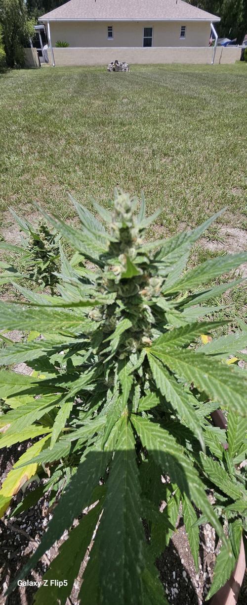 Second attempt at Autos. Week 7