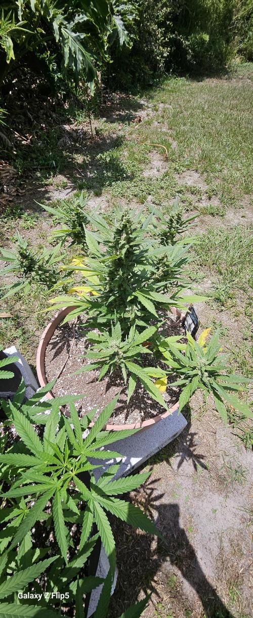 Second attempt at Autos. Week 7