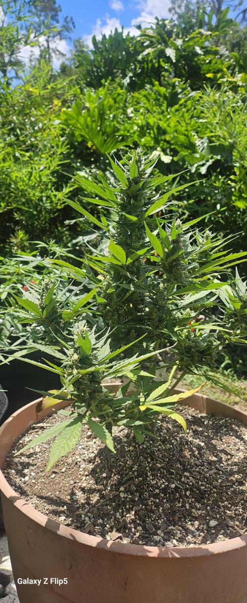 Second attempt at Autos. Week 7