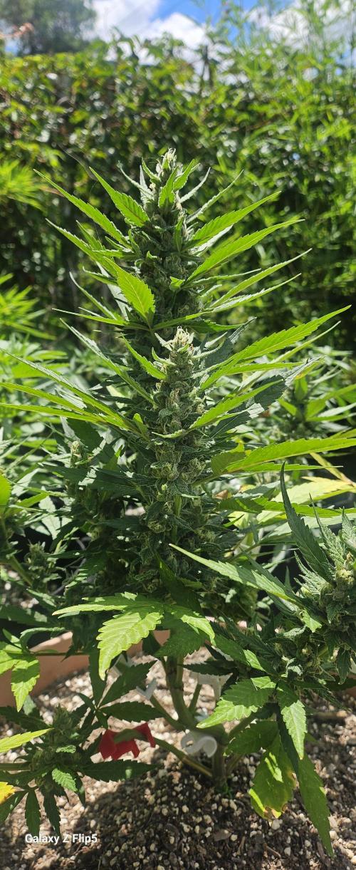 Second attempt at Autos. Week 7