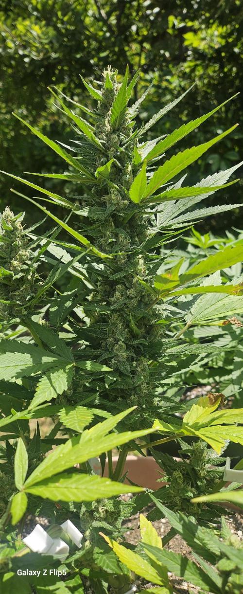 Second attempt at Autos. Week 7