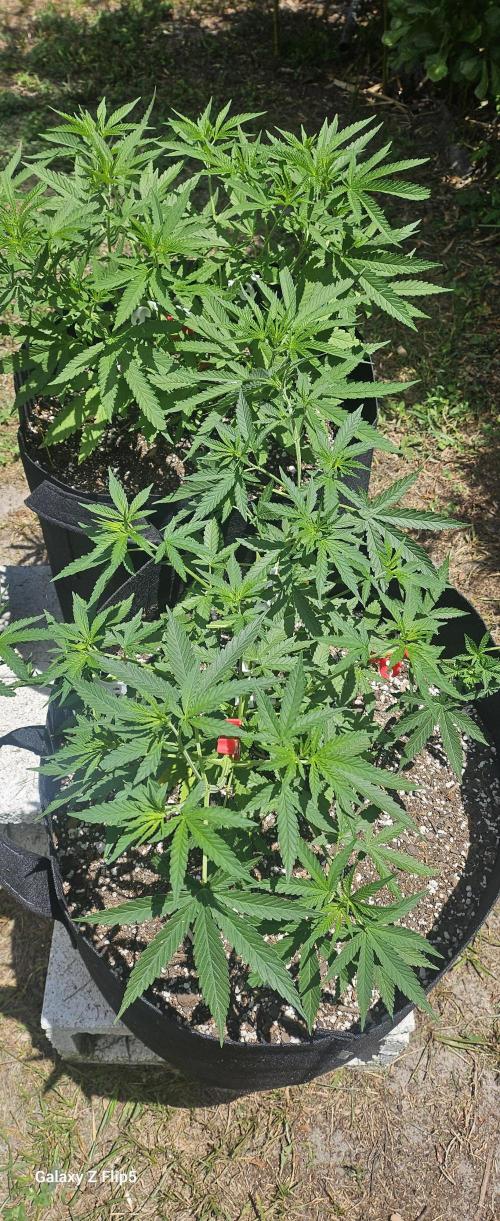 Outdoor photos part 2 continue. Week 5