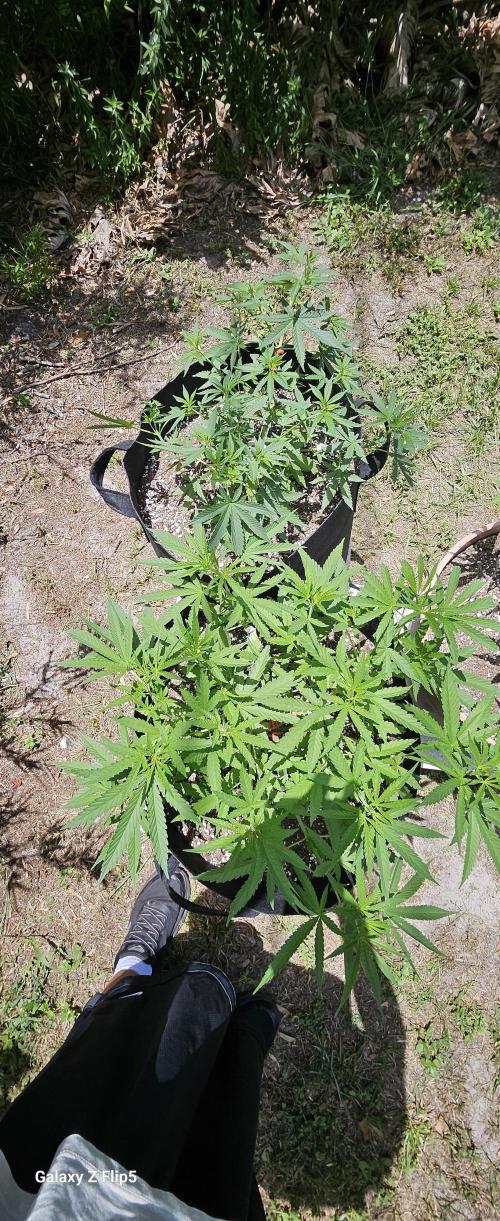 Photo hybrids. Week 6
