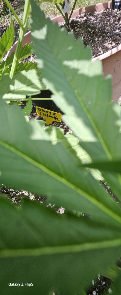 Photo hybrids. Week 6